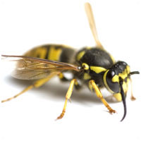 Wasp Common wasp