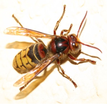 hornet wasp crabro vespa birmingham control genus species common hornets