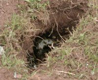 Wasp Nest in the ground