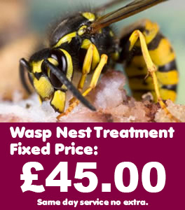 Lee Bank Wasp Control, Wasp nest treatment and removal only £45.00 no extra, 100% guarantee with no hidden extras or nasty surprises. T:0121 450 9784 
